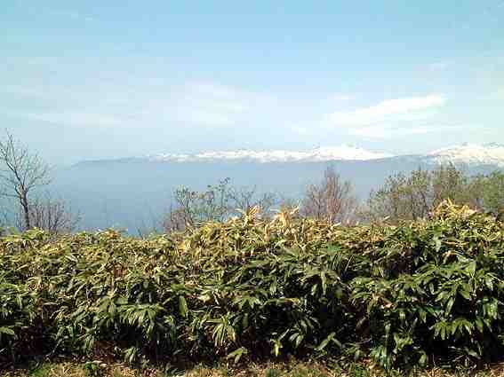 �����ʂ̎R�X