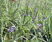 �}�}�ɂ������������@���͂ȁ�