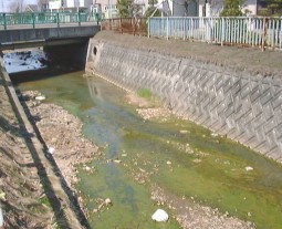 近所の川
