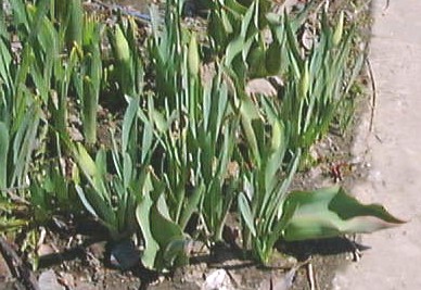 植え込みの草花