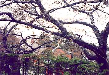 �~�n���̍��͂܂��ڂ݂ł����B�c�O