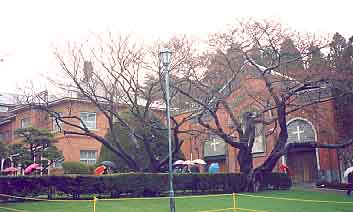 �����ɂ��̉J�͗l���