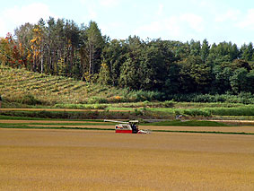 ���F�̔��I